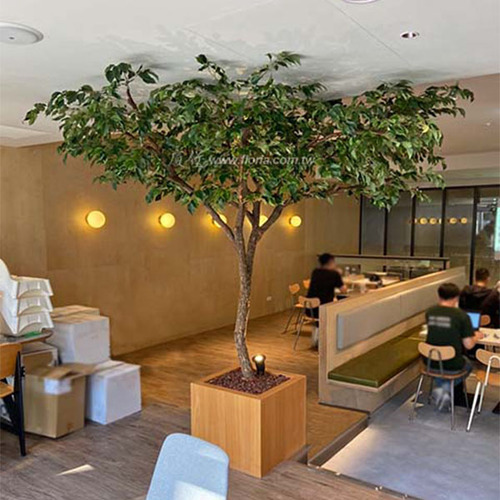 【 甜心雀榕 】  |人造植栽|大型真幹樹