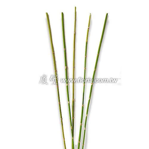 竹枝(木賊)  |人造植栽|人造植物 / 植栽