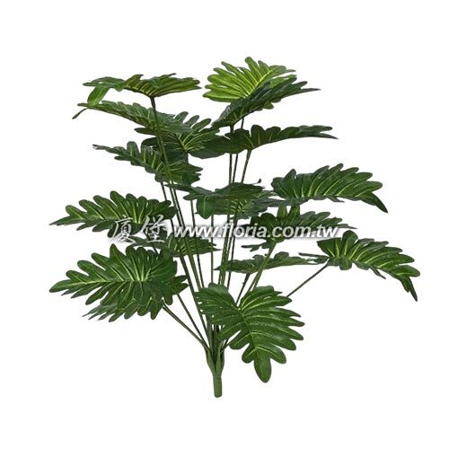 小天使蔓綠絨65cm  |近期作品|新進產品