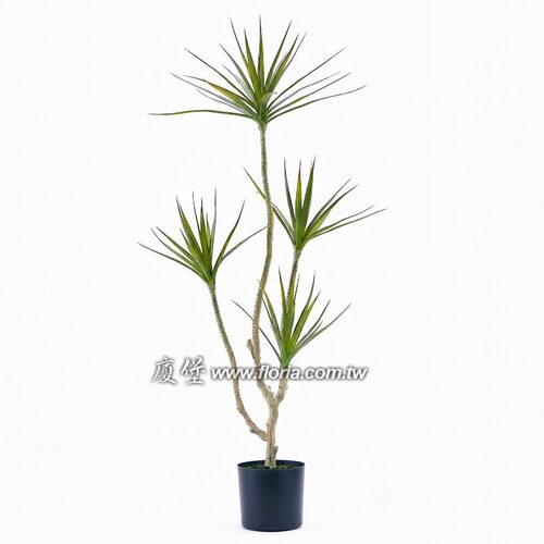 4頭千年木