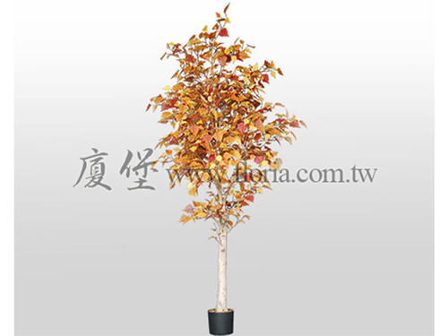 秋色樺樹