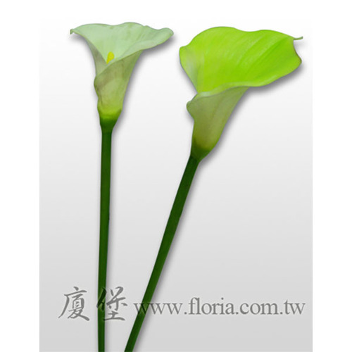 海芋  |人造植栽|人造花