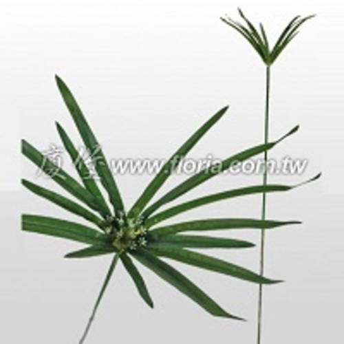 輪傘草  |人造植栽|人造植物 / 植栽