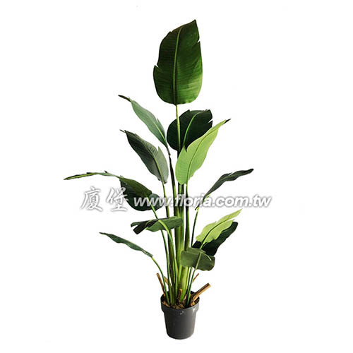赫蕉  |人造植栽|人造樹