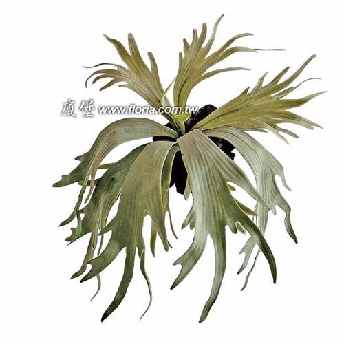 大鹿角蕨  |人造植栽|人造植物 / 植栽