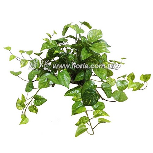 黃金葛藤  |人造植栽|人造植物 / 植栽