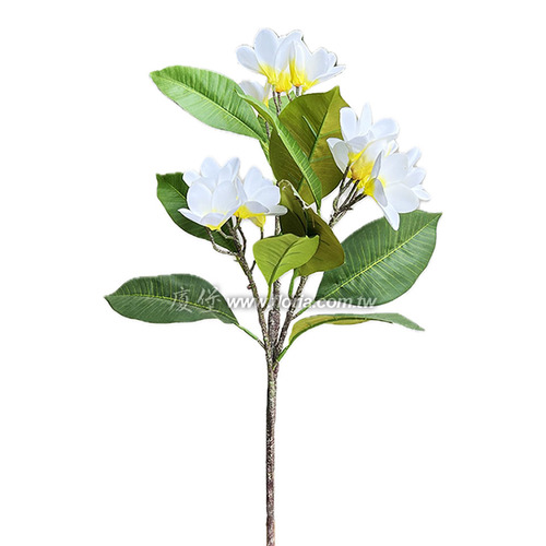 雞蛋花 (黃)產品圖