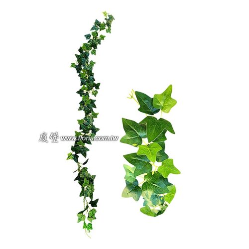 單條英國常春藤 220㎝