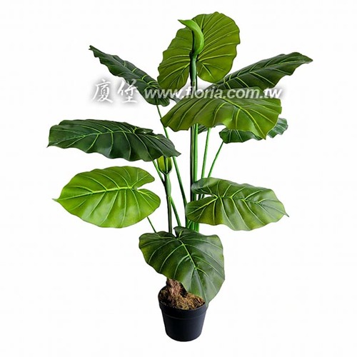 姑婆芋110cm  |近期作品|新進產品
