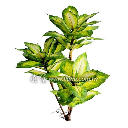 白玉萬年青  |近期作品|新進產品