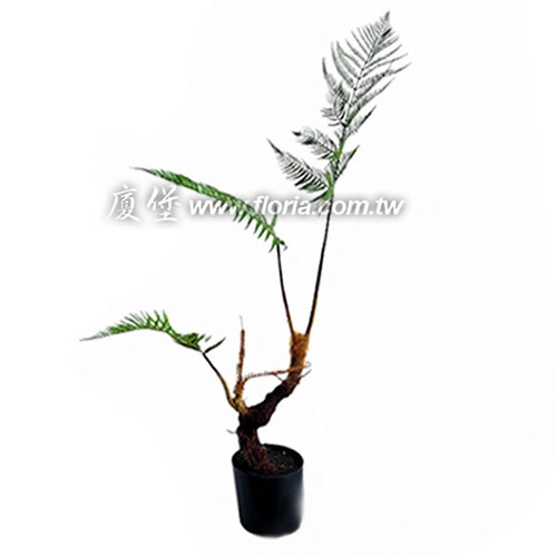 金狗毛蕨97cm  |近期作品|新進產品