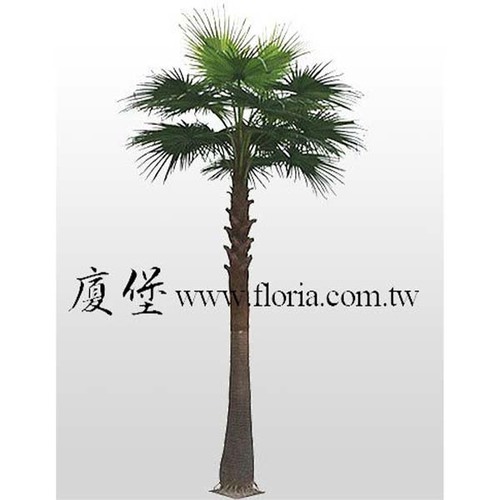 【 華盛頓椰子樹 】  |人造植栽|大型椰子樹