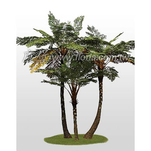 筆筒樹  |人造植栽|人造樹