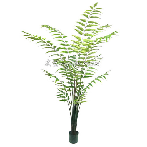 莢果蕨210cm