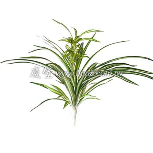 吊蘭  |近期作品|新進產品
