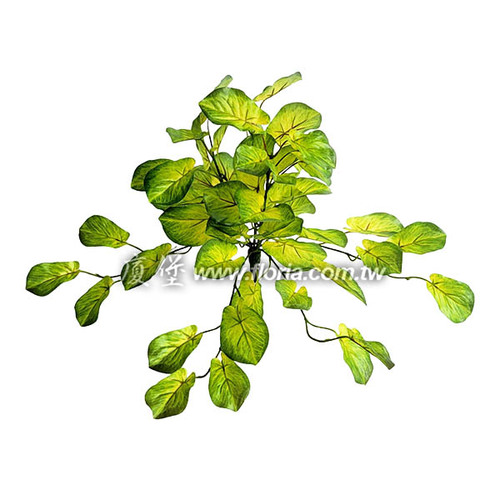 白玉合果芋藤  |近期作品|新進產品