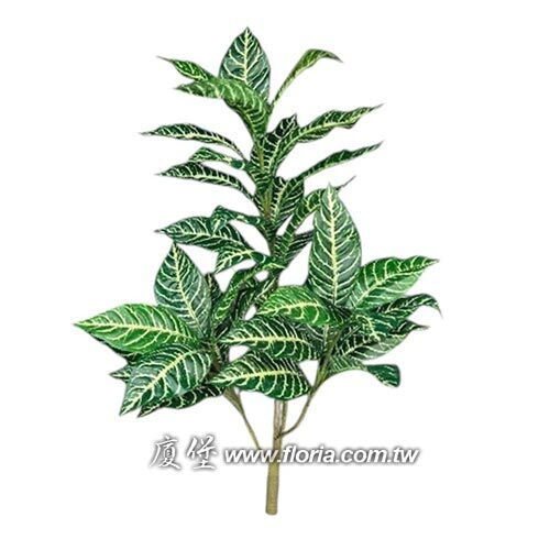斑馬葉產品圖