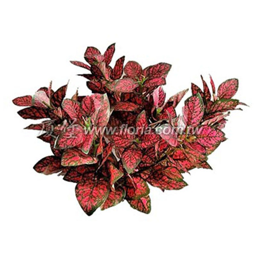 迷你嫣紅蔓  |人造植栽|人造植物 / 植栽