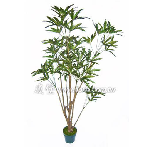 孔雀木  |人造植栽|人造樹