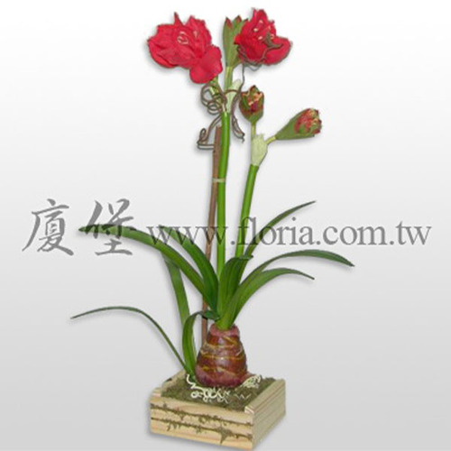 君子蘭(盆)  |人造植栽|人造花