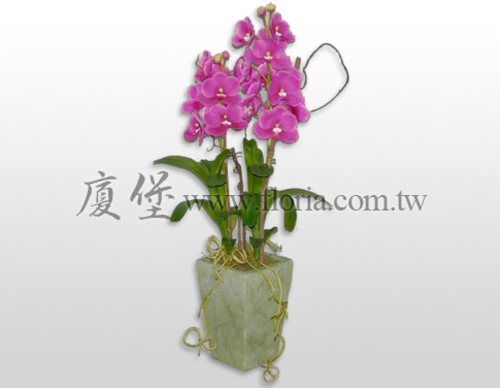 萬代蘭(盆)  |人造植栽|人造花