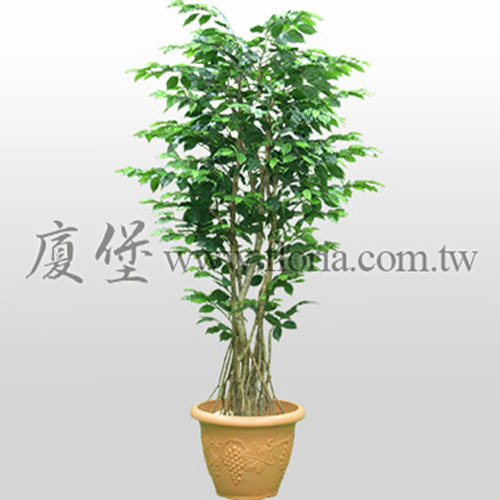 甜心榕(氣根型)  |人造植栽|人造樹