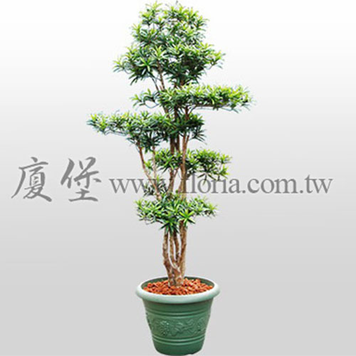 羅漢松  |人造植栽|人造樹